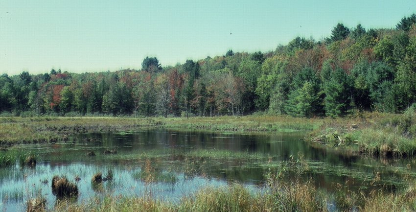 Beaver bog on Turner Hill, 1985